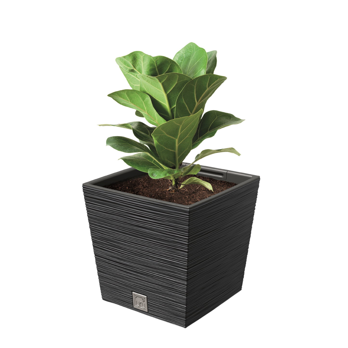Furu Square Low Planter 240