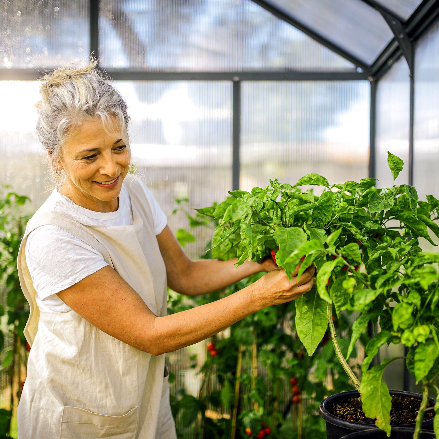 GLORY 8' x 16' Premium Greenhouse - Grey Frame