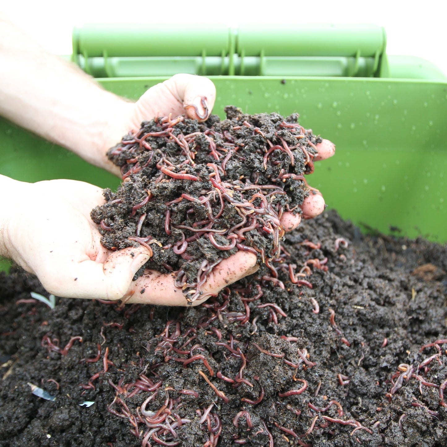 Hungry Bin Worm Farm With 1000 Worms & Accessories