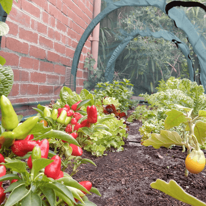 Raised Garden Bed (Height 43cm) with 2m Net Tunnel - mazeproducts