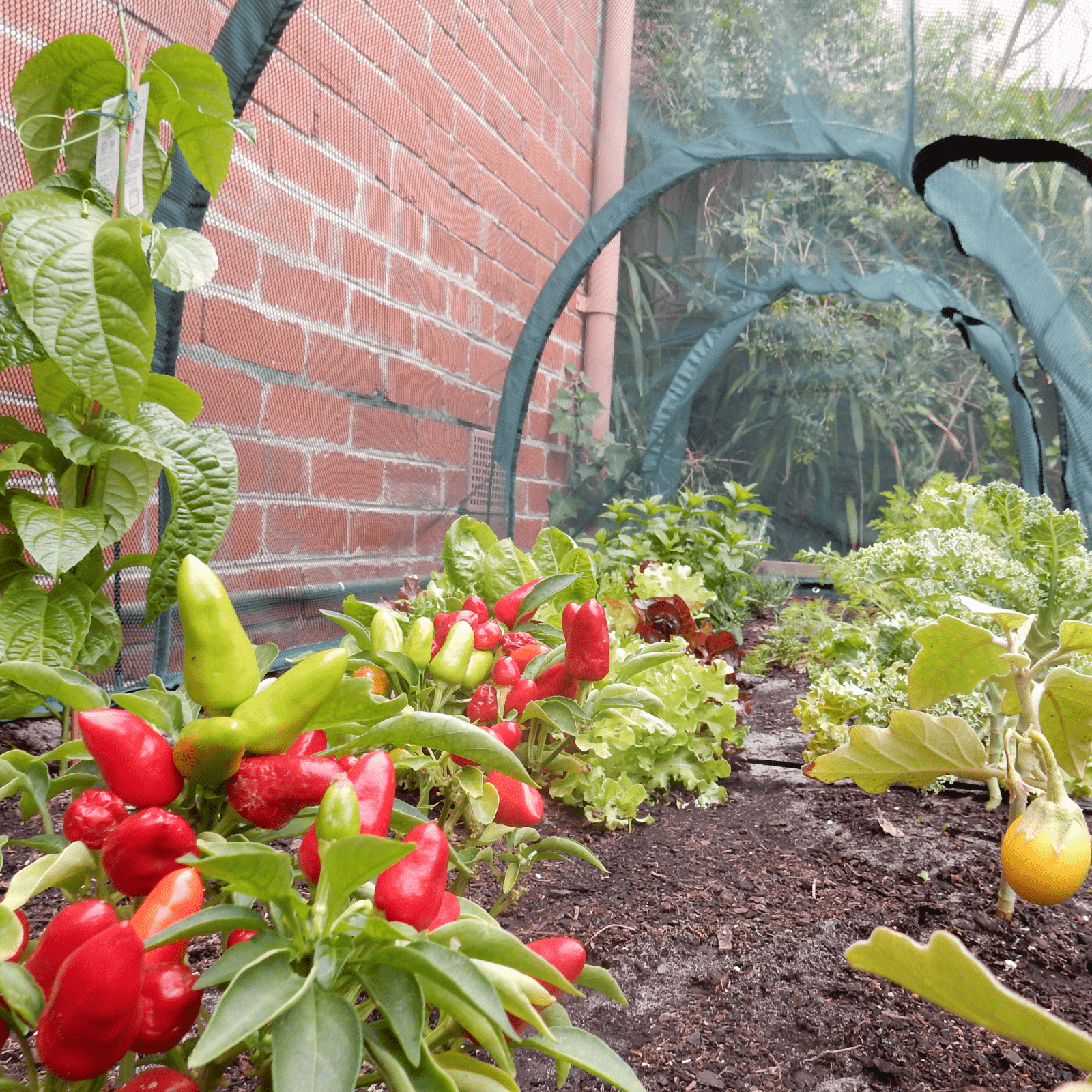 Raised Garden Bed (Height 43cm) with 3m Net Tunnel - mazeproducts