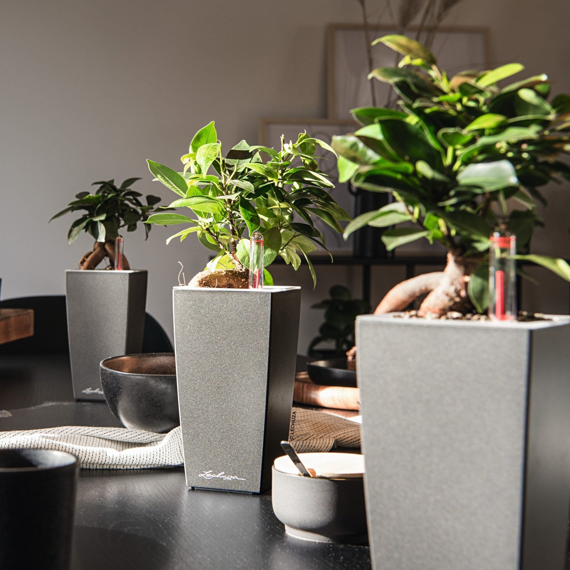 lechuza maxi cubi self-watering planter MAXI CUBI – mazeproducts