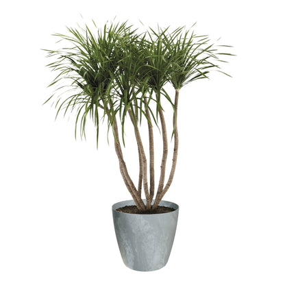 Mate Beton Effect Planter - mazeproducts