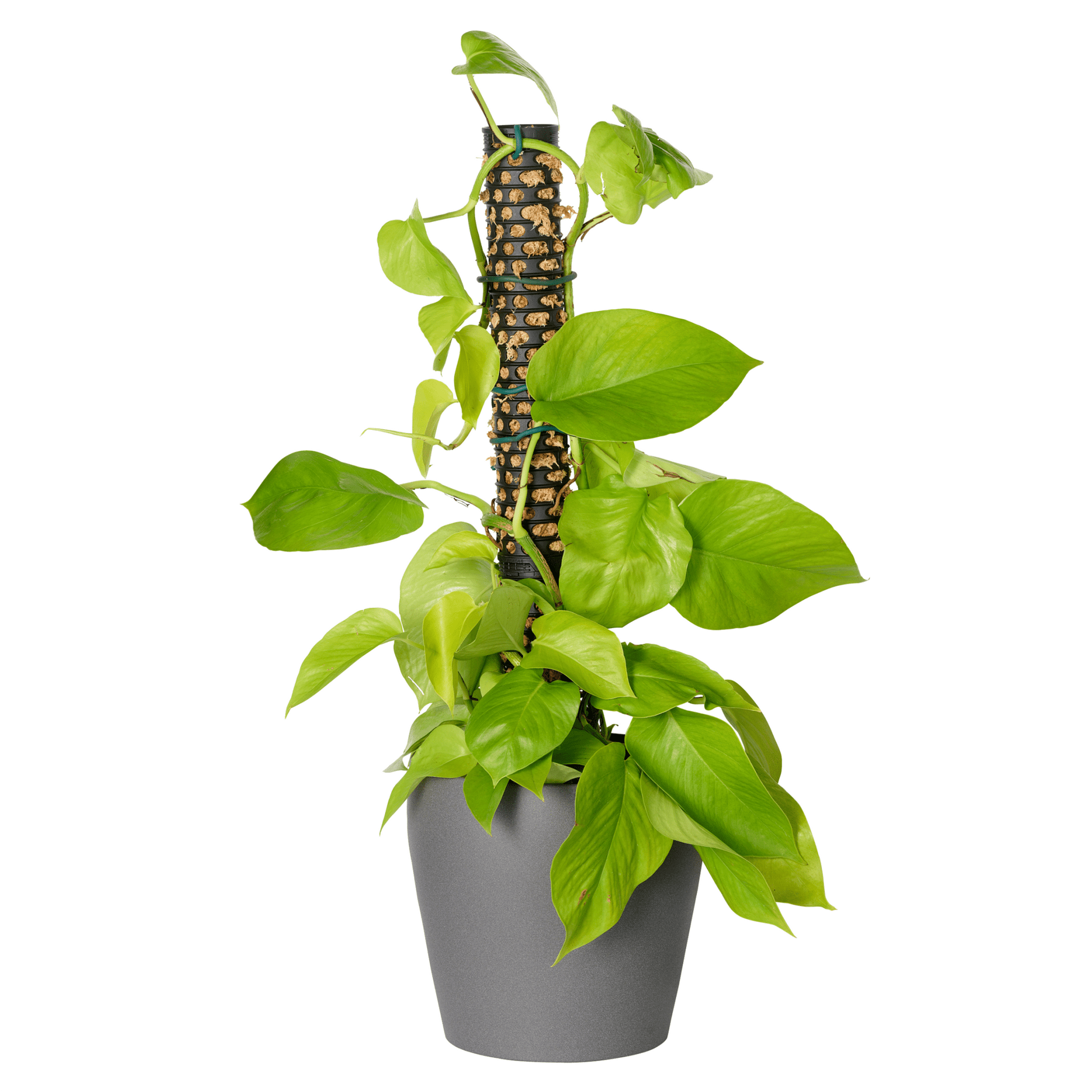 devils ivy moss pole PRE ORDER: JUNE. - Moss Pole