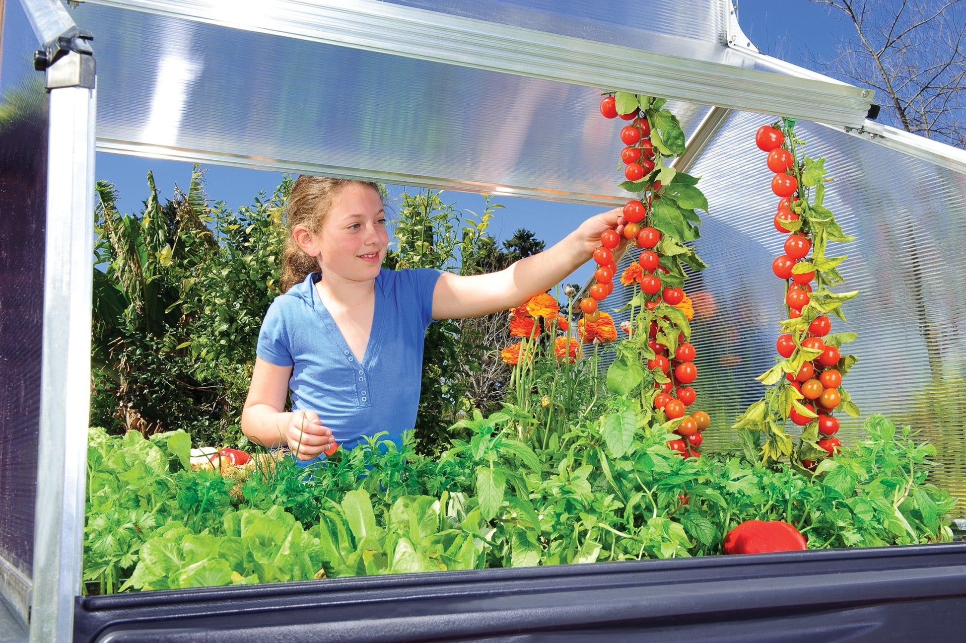 Plant Inn – Mini Greenhouse - mazeproducts