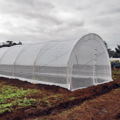 6 x 12m Tunnel Greenhouse with Side Curtains & Ventilation Roof - STK COMPACT