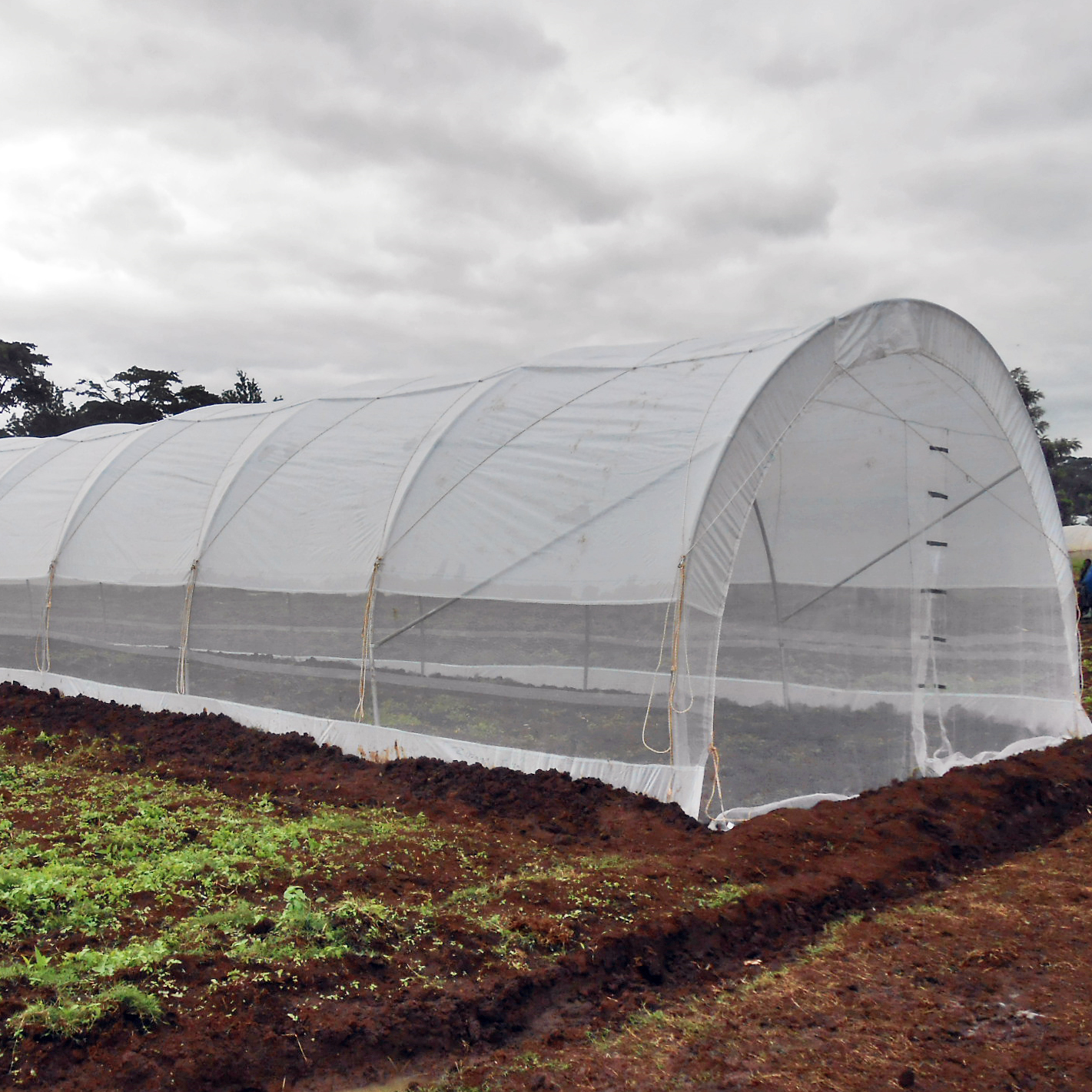 6 x 15m Tunnel Greenhouse with Side Curtains & Ventilation Roof - STK COMPACT