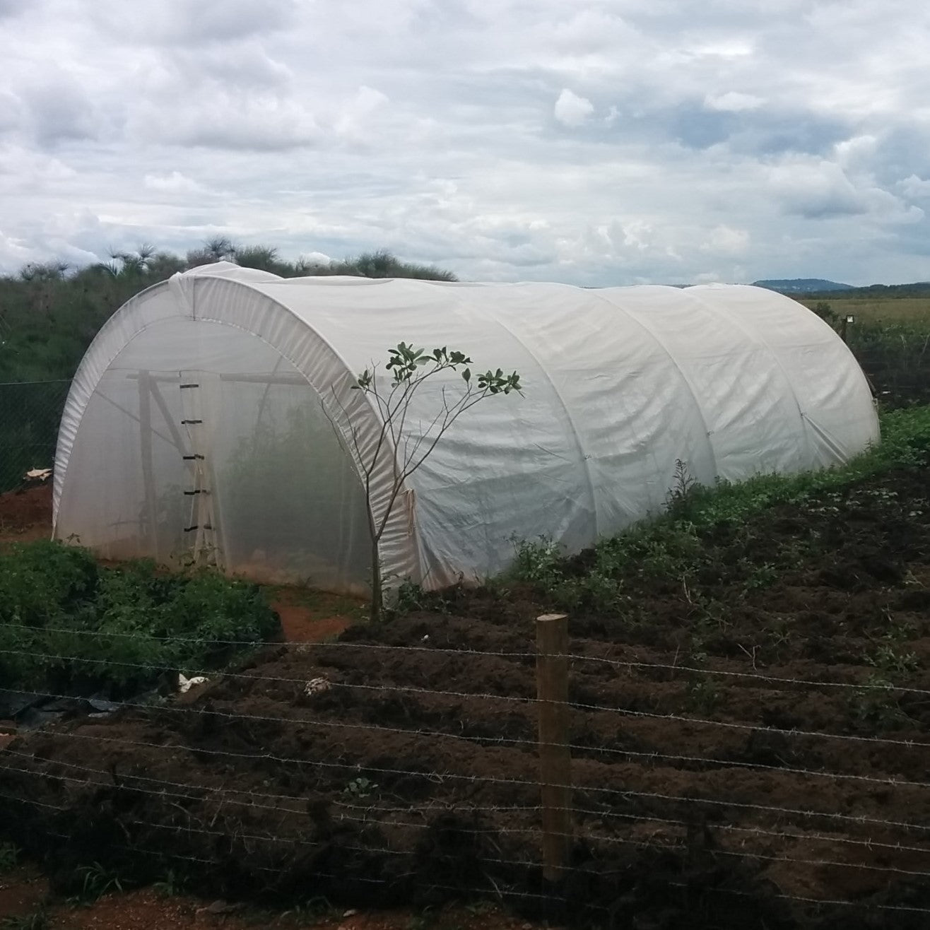 6 x 15m Tunnel Greenhouse with Side Curtains & Ventilation Roof - STK COMPACT