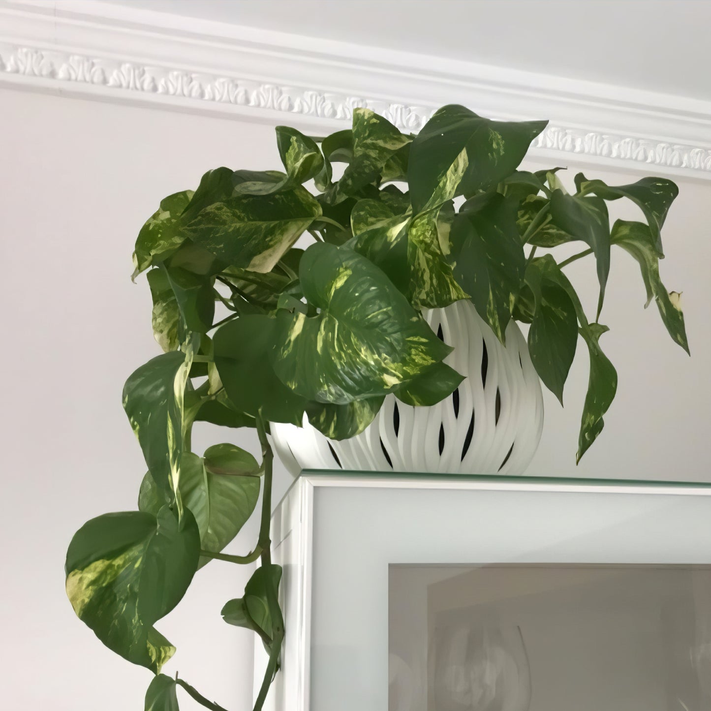 Sandy Bowl Planter 240