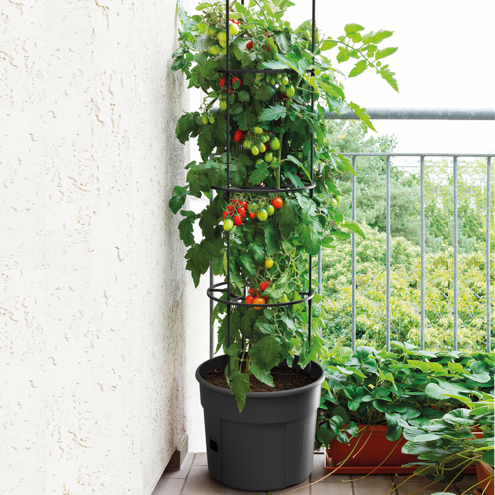 Tomato Grower Planter 300