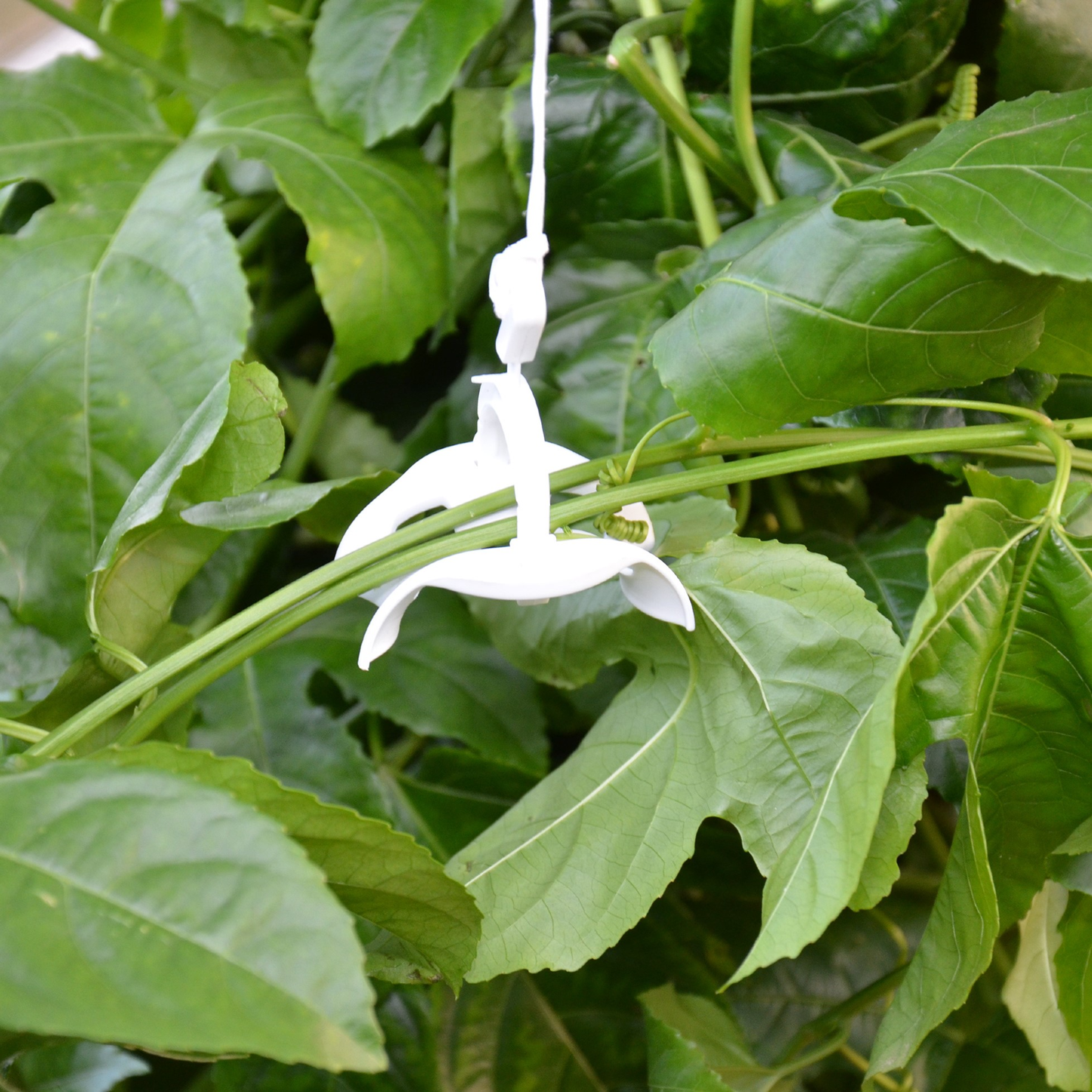 PRE ORDER MAY – Greenhouse Trellising Kit