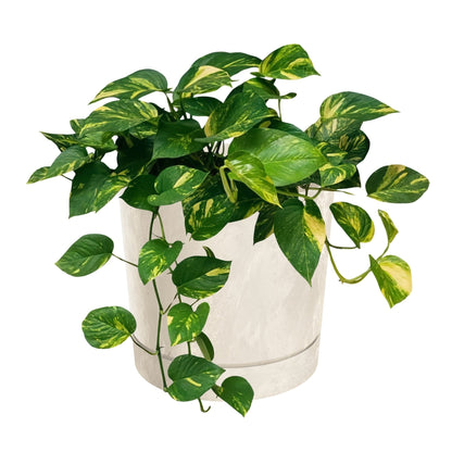 Tubo P Planter - Beton Cream - mazeproducts