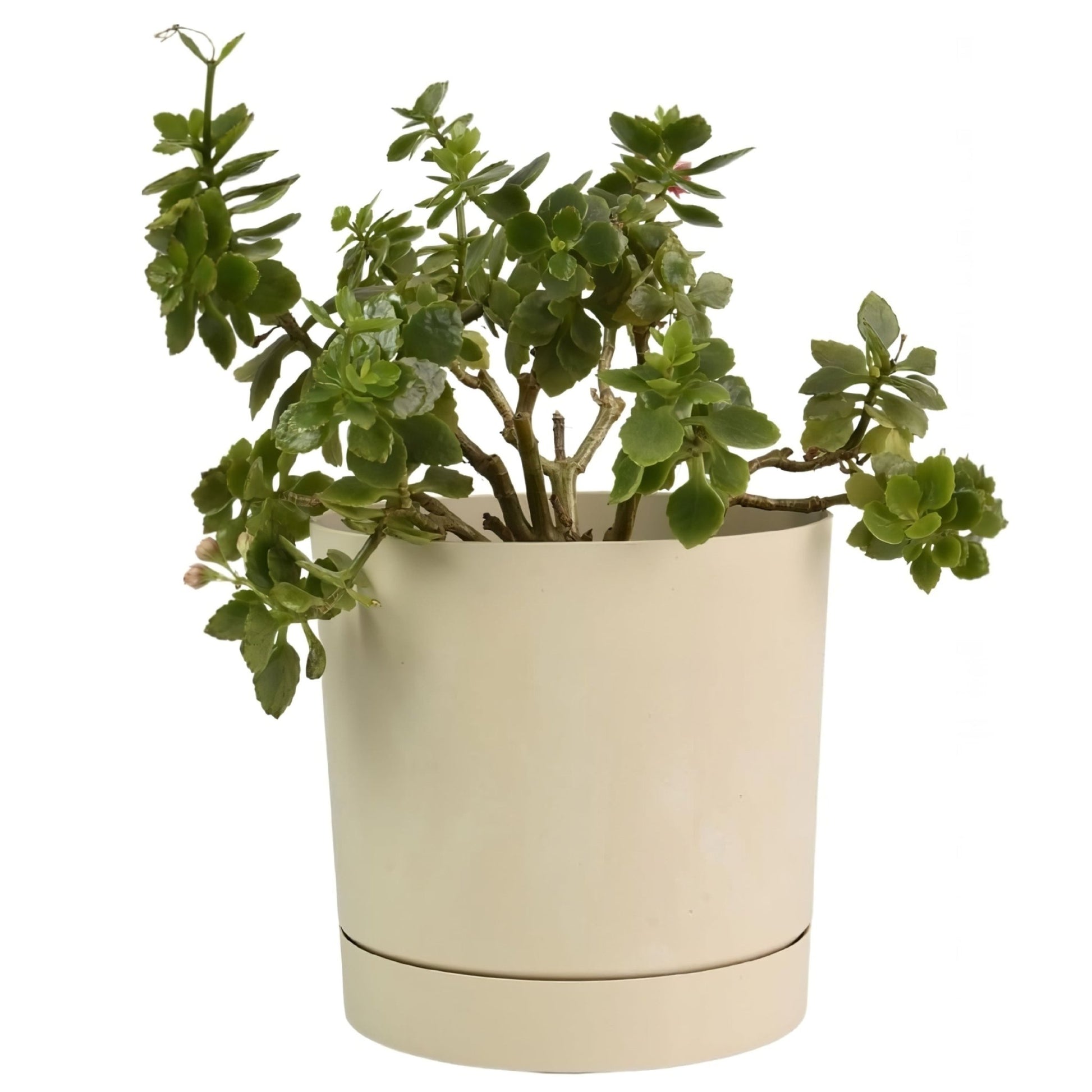 Tubo P Planter - Beton Cream - mazeproducts