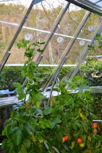 Read more about the article This Week Our Greenhouses Will Be on MasterChef – MasterChef Greenhouse