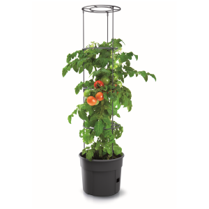Tomato Grower Planter 300