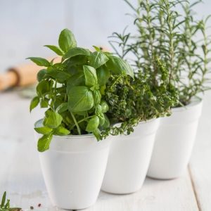 3 Herbs Planter Kit (White)