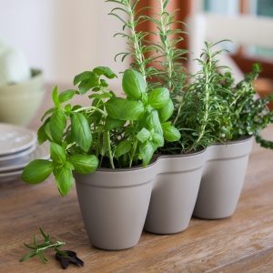 3 Herbs Planter Kit (Grey)