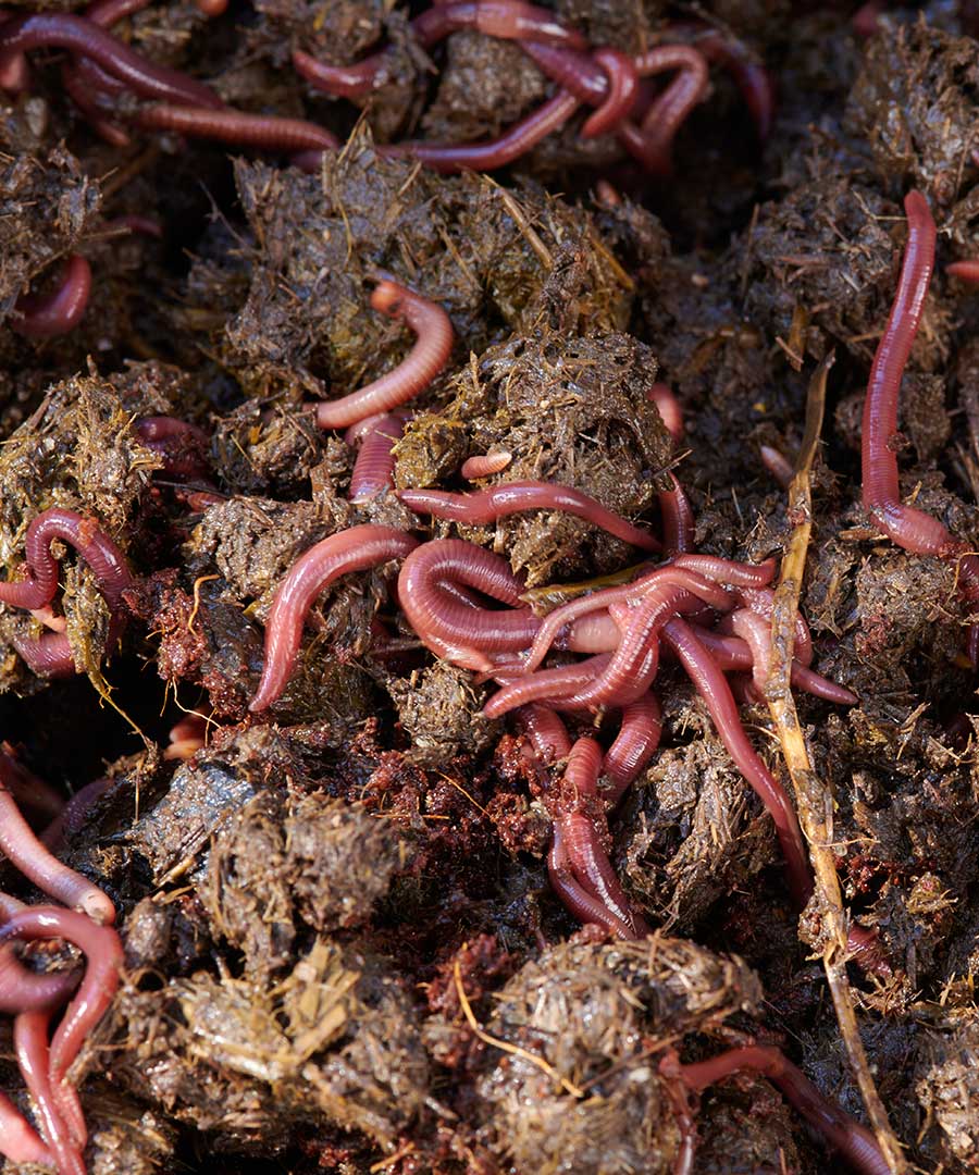 Live Compost Worms (approx 1000) - Maze Products Australia