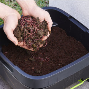 Worm Farms & Composting Worms