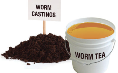 About Worm Farming and Maze Worm Farms